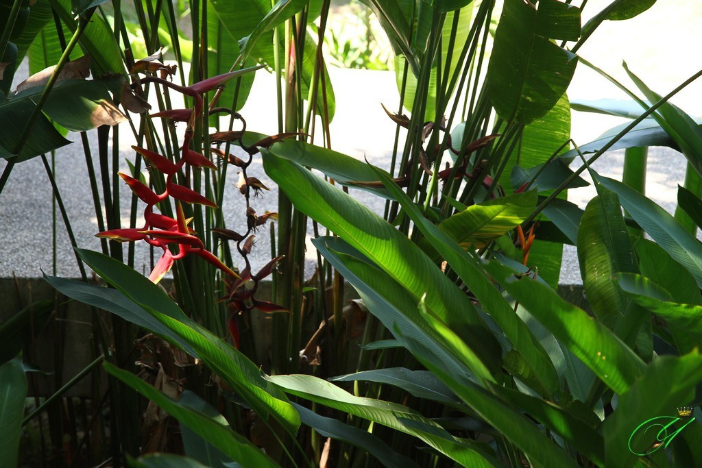 Тайланд. Пхукет 2013. Улица, люди, жизнь…