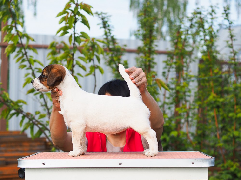 Джек рассел терьер Щенки У нас есть щенки на продажу. КАНЕ МАЭСТРО ФЕРИТЕЙЛ. Племенной питомник КАНЕ МАЭСТРО предлагает для приобретения девочку Джек рассел терьер. Ровная спина. Прямой хвост и лапки. Документы РКФ. 
