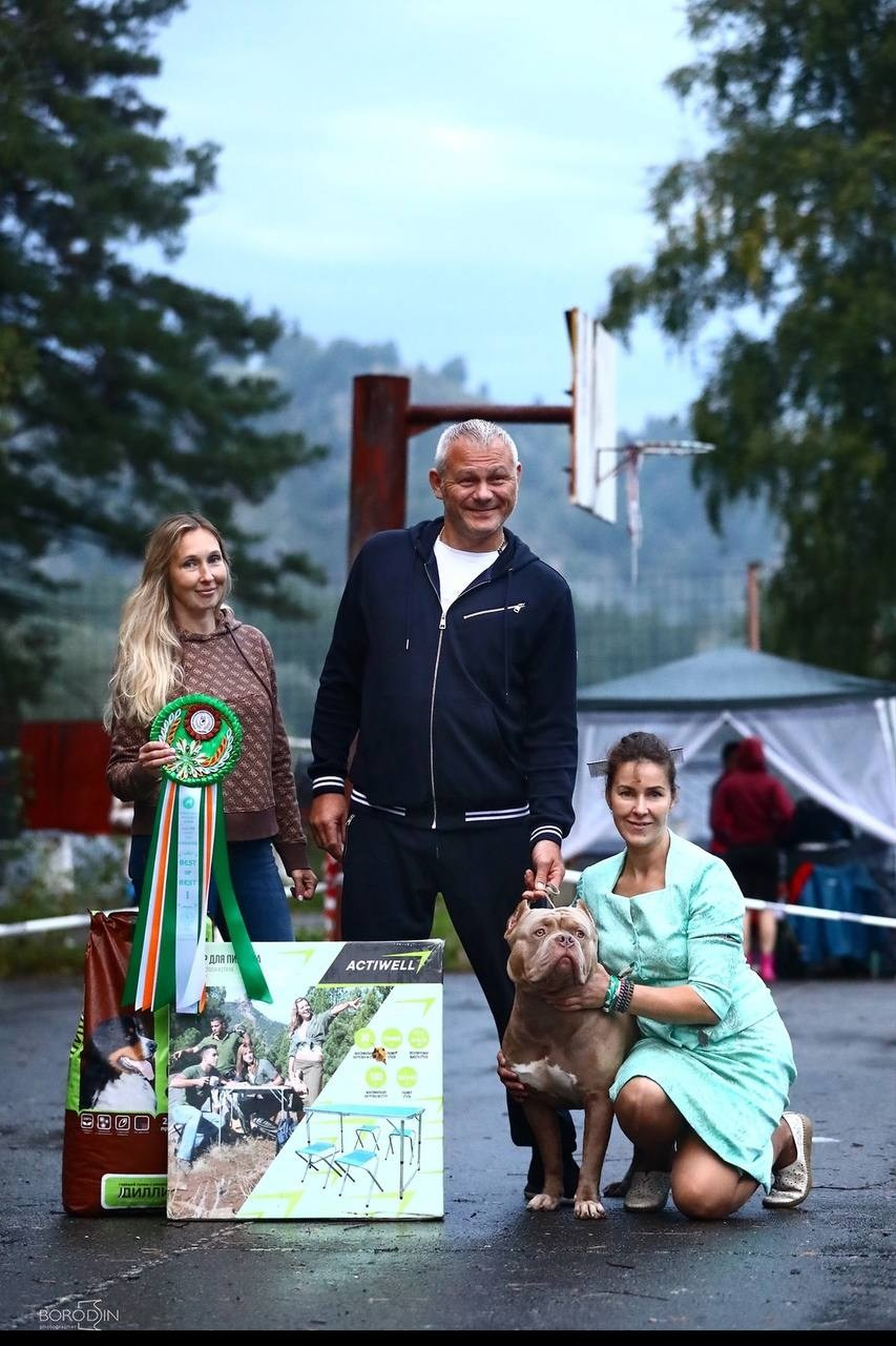 Участие в выставках. Американские булли XL в г. Калининград. Питомник Great Bully UNIVERSE