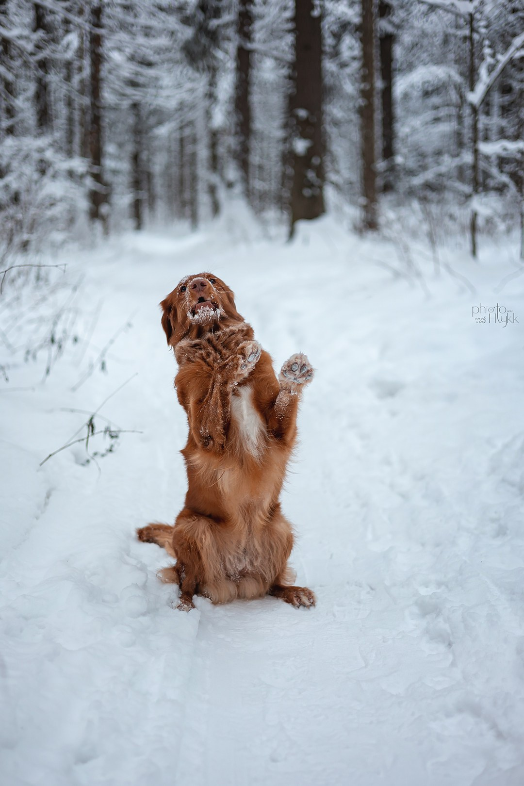 Толлер Эста. Htykk_photo