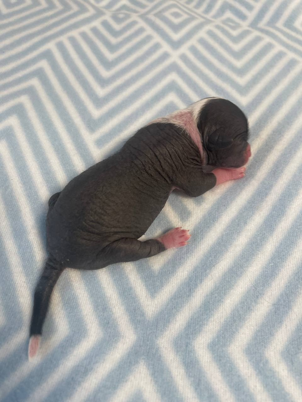 D2 День Рождения