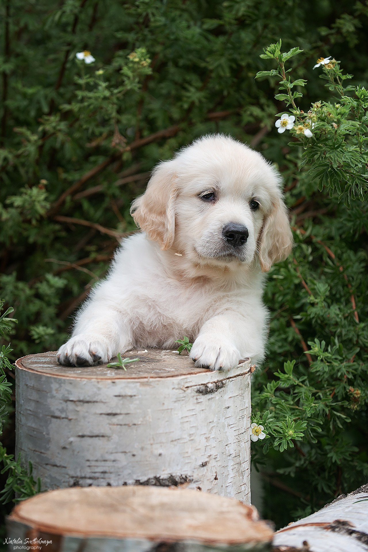 Голден ретривер (щенки). Фотограф-анималист Наталья Светличная