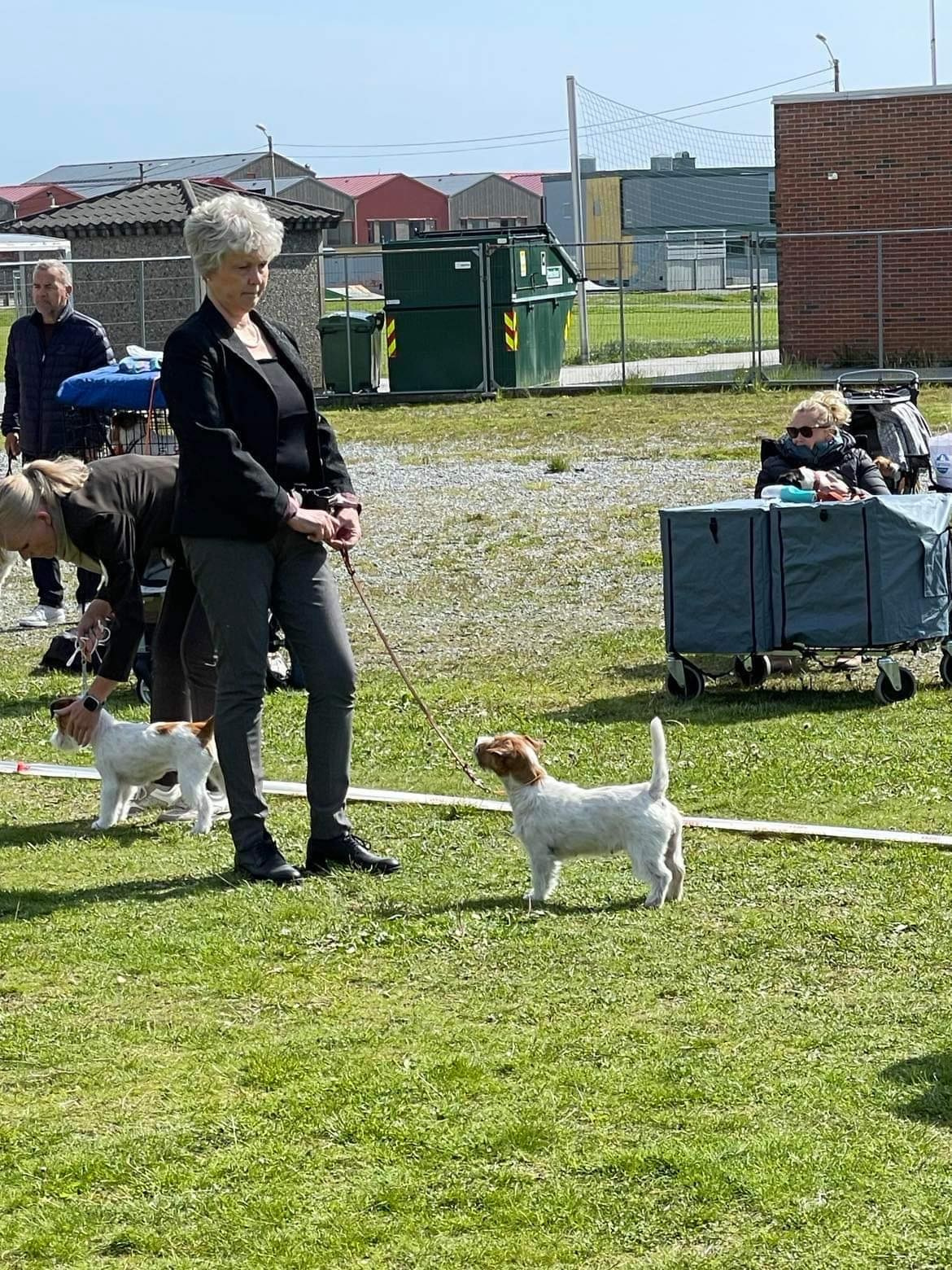 CM KIT_KAT. КАНЕ МАЭСТРО — питомник Джек рассел терьеров