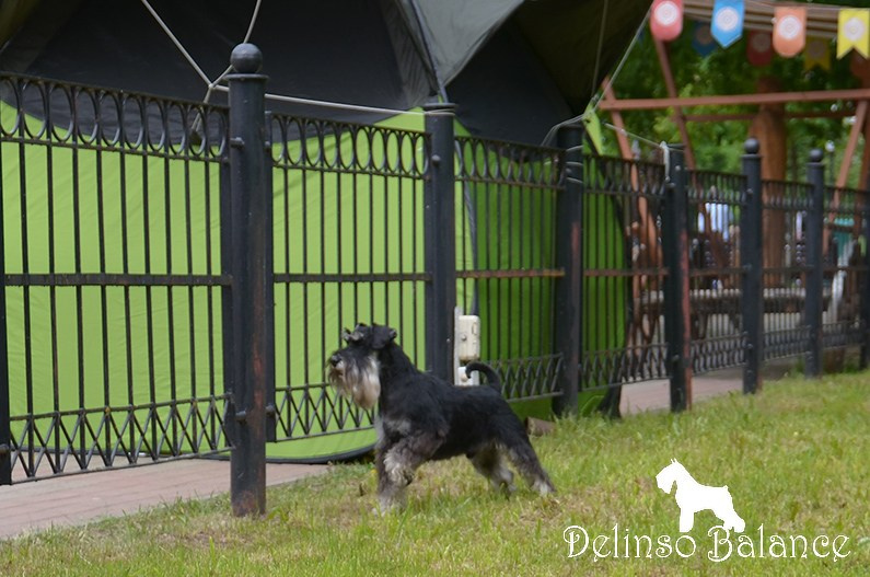 Дукат/Asson Ari Viko Etual. Питомник цвергшнауцеров в Беларуси «Делинсо Бэлэнс»