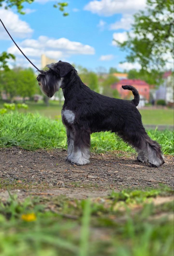 Цафир⚡️DELINSO BALANCE СZAFIR LUMIER 