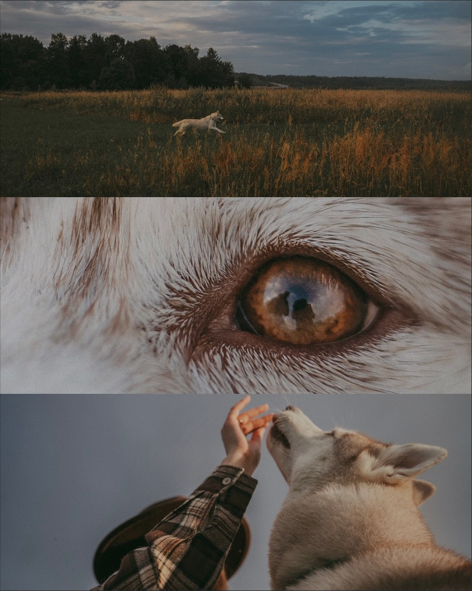 Мария и Джесси. Фотограф анималист в Москве и Санкт-Петербурге Свиридова Анна