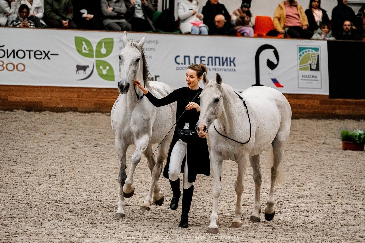 КОННАЯ РОССИЯ 2024. Конный фотограф Куракина Дарья • Фотосессии с лошадьми