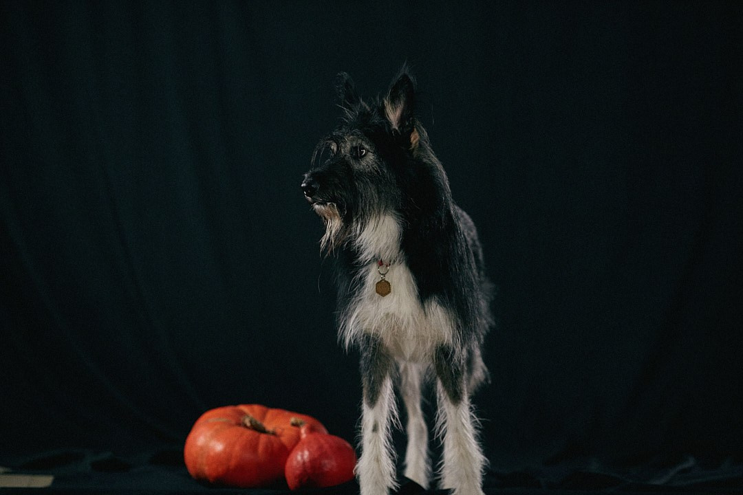 Студийная съемка Пихты. Фотограф-анималист Мартынова Анастасия