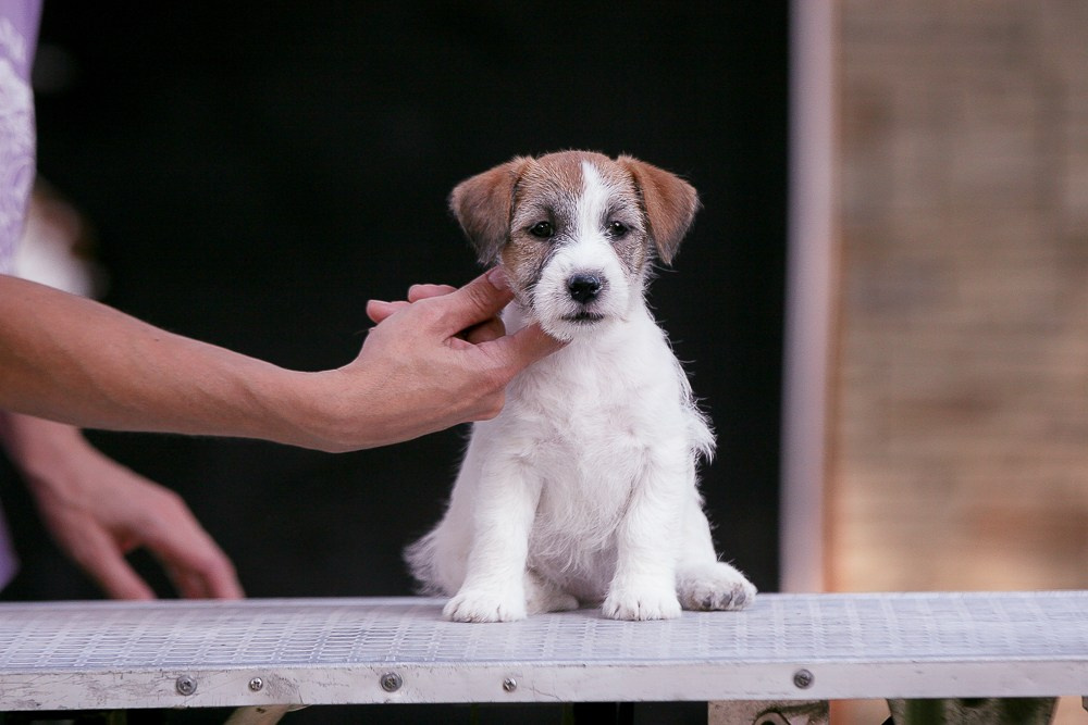 CANE MAESTRO RENDEZVOUS. CANE MAESTRO — kennel Jack Russell Terrier