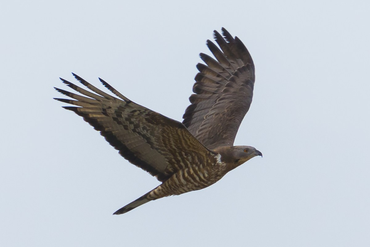 Птицы. Photomantis