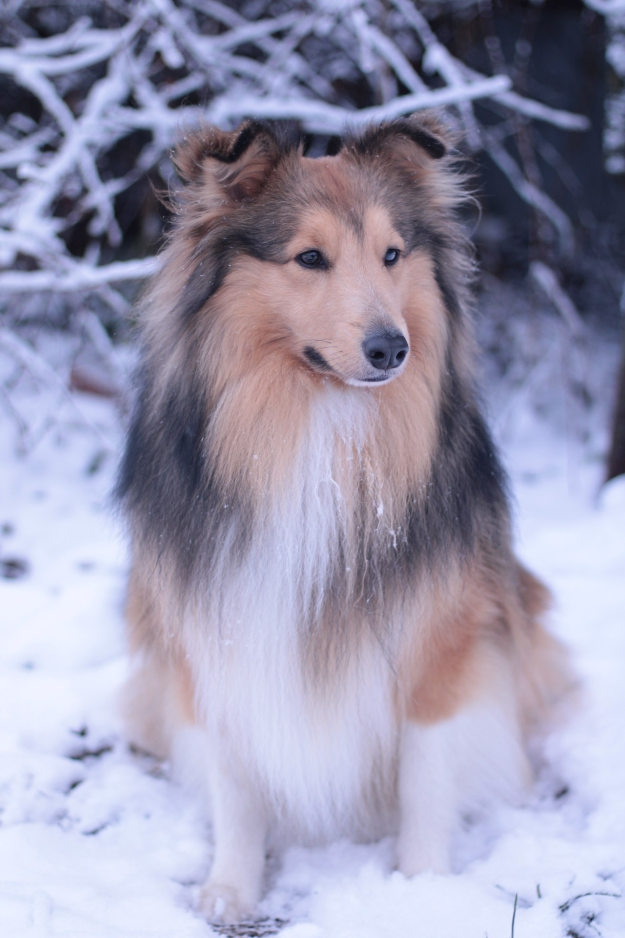 Арчи мой питомец шелти. Катя Попова|ЛайфСтайл фотограф