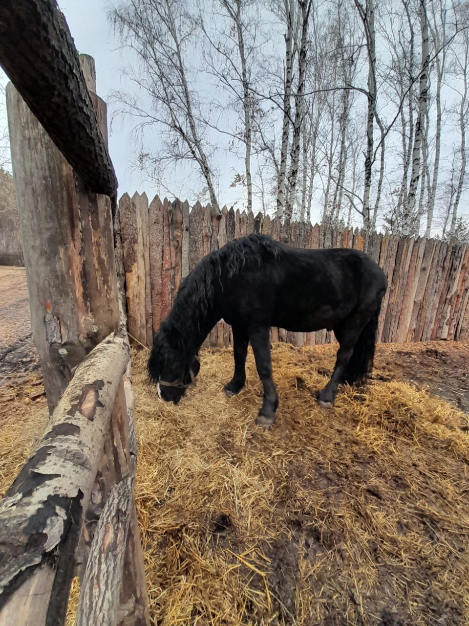 Фото наших лошадок. Конные прогулки в клубе «Анкор» — Омск