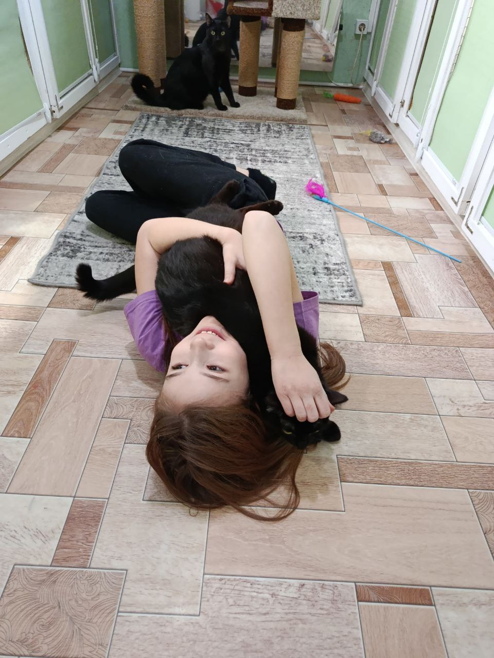 Гостиница для кошек Усики и хвостики, Красноярск