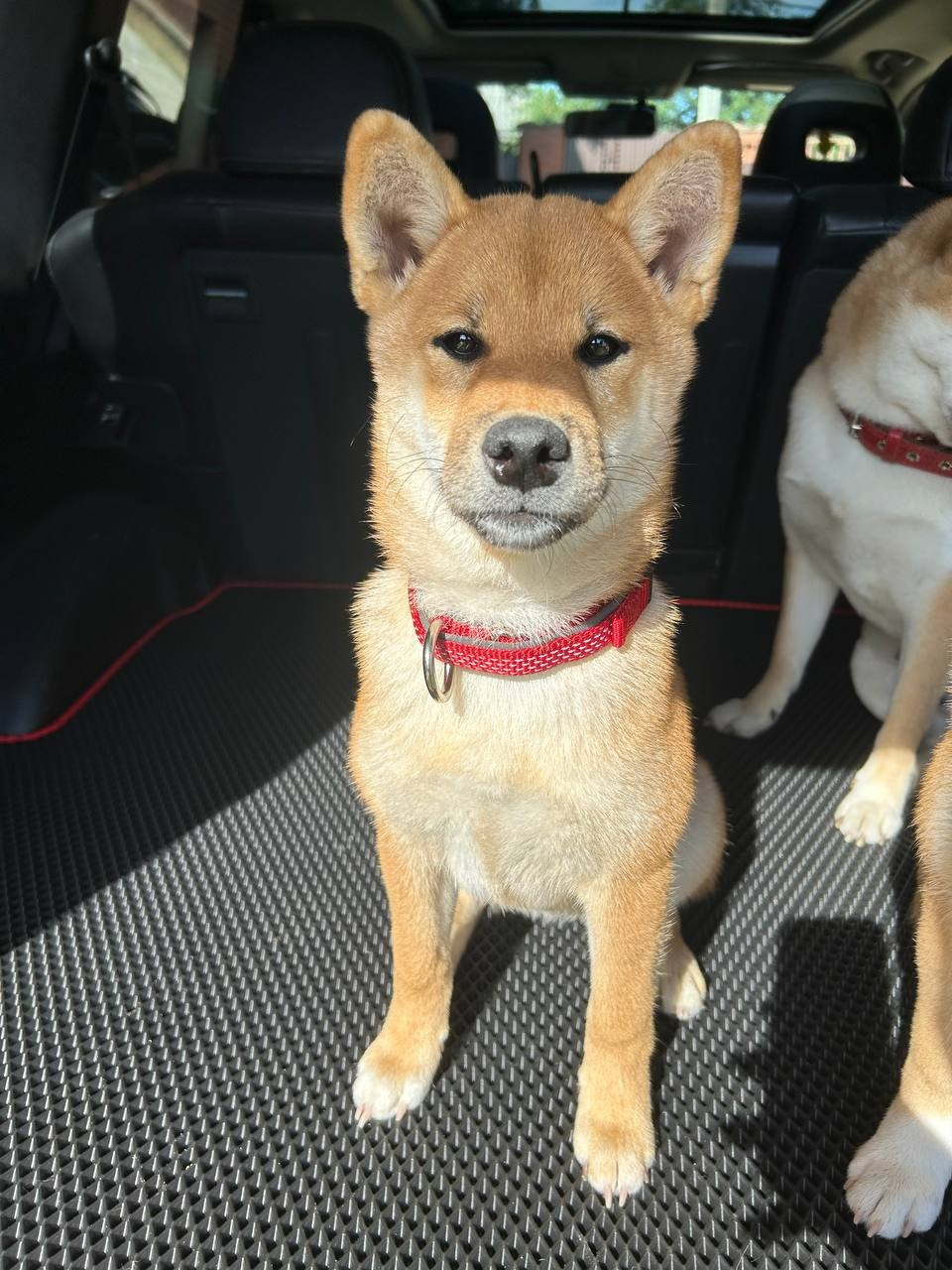 сиба питомник Рубилайт щенки на продажу rubylight  сиба щенки купить СПб Санкт-Петербург