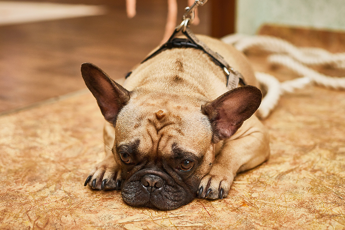 Василисе 4 года (домашняя). Детский и семейный фотограф в Красноярске Настя Ярош