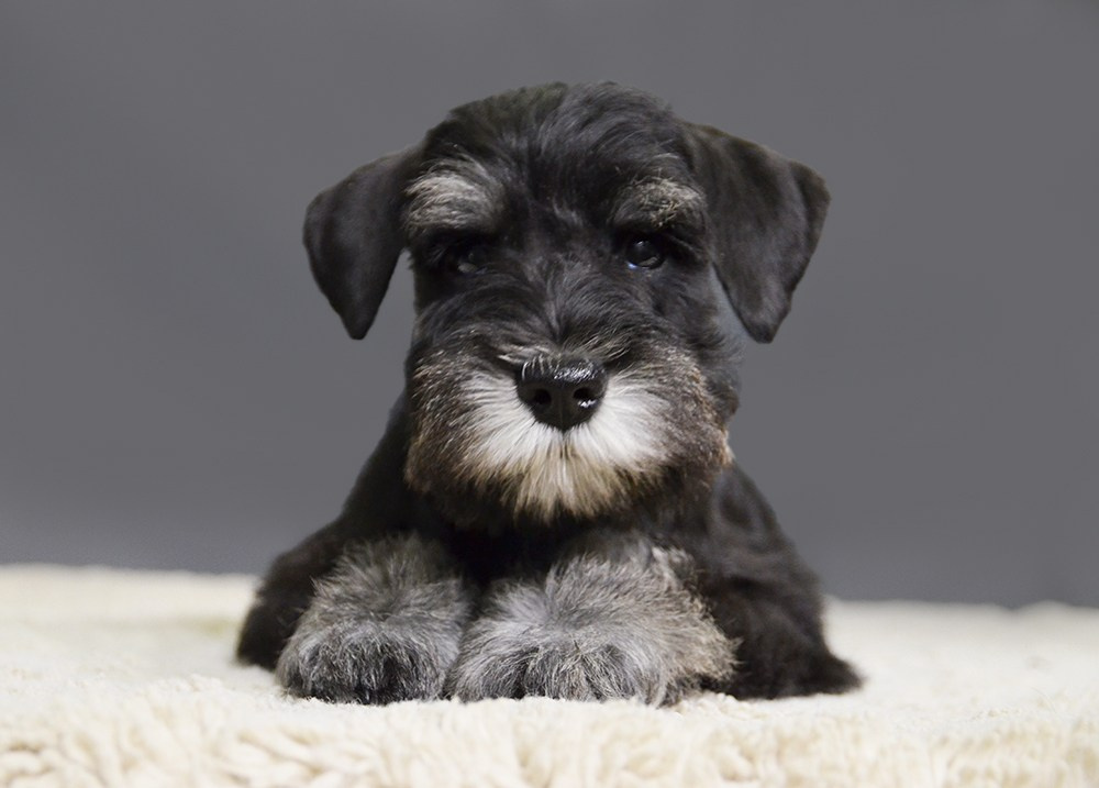 Цафир⚡️DELINSO BALANCE СZAFIR LUMIER