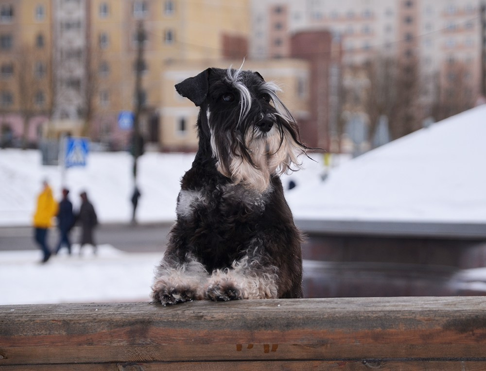 Питомник Делинсо Бэлэнс, щенки цвергшнауцера, купить щенка цвергшнауцера, питомник цвергшнауцеров, кобель цвергшнауцера для вязки, щенок цвергшнауцера, питомник цвергшнауцеров, черный с серебром, цверг, лучший питомник в беларуси
