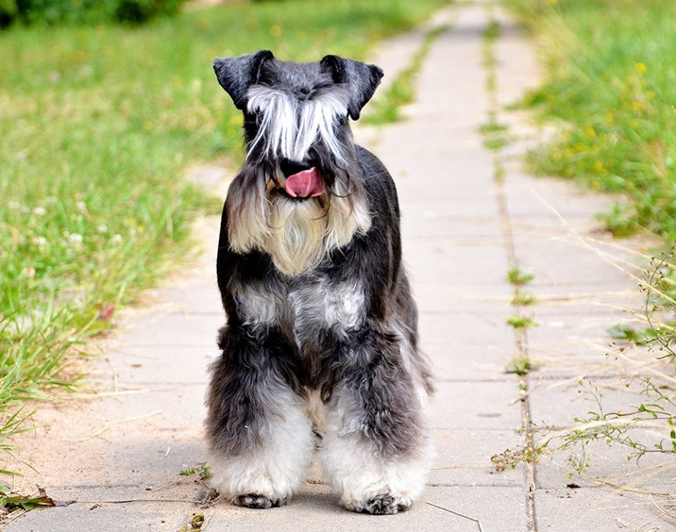 Леля/Asson Ari Unara Valeri. Питомник цвергшнауцеров в Беларуси «Делинсо Бэлэнс»