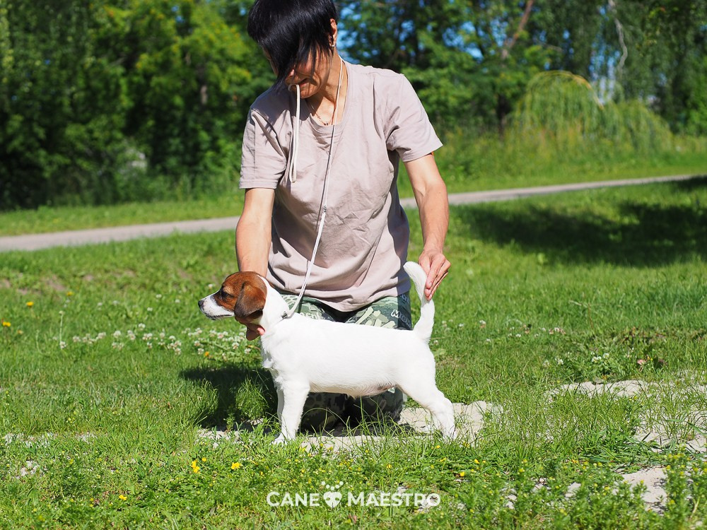 Щенок Джек-рассел-терьер. КМ ФЕЛИЧИТА. Гладкий тип шерсти. Девочка №2. КАНЕ МАЭСТРО — питомник Джек рассел терьеров