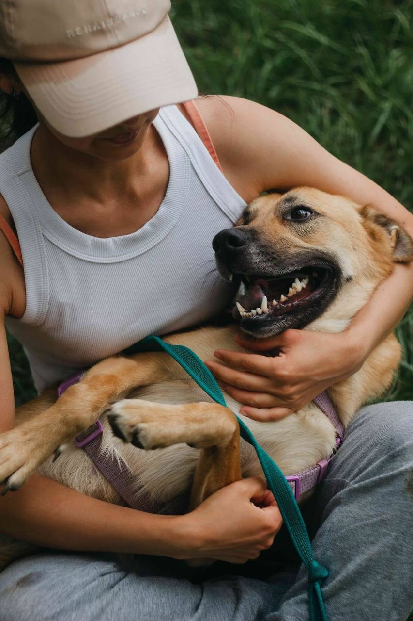Прогулки и волонтерство. Забери домой друга
