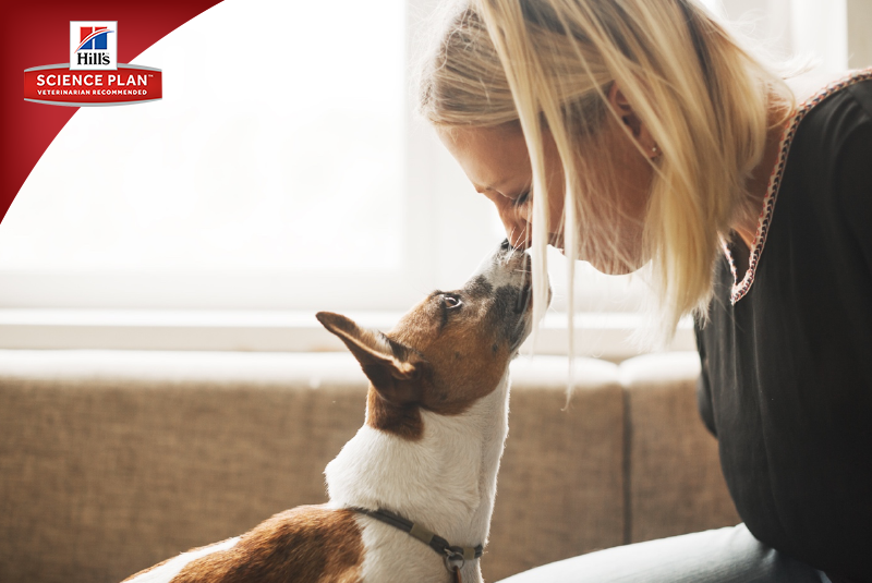 Фотосъёмка для компании Hill`s (2017, перенос со старого сайта). Фотограф собак, фотограф-анималист Аня Титова (Titanya). Москва