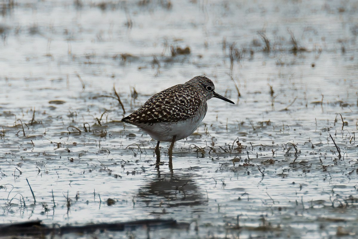 Птицы. Photomantis