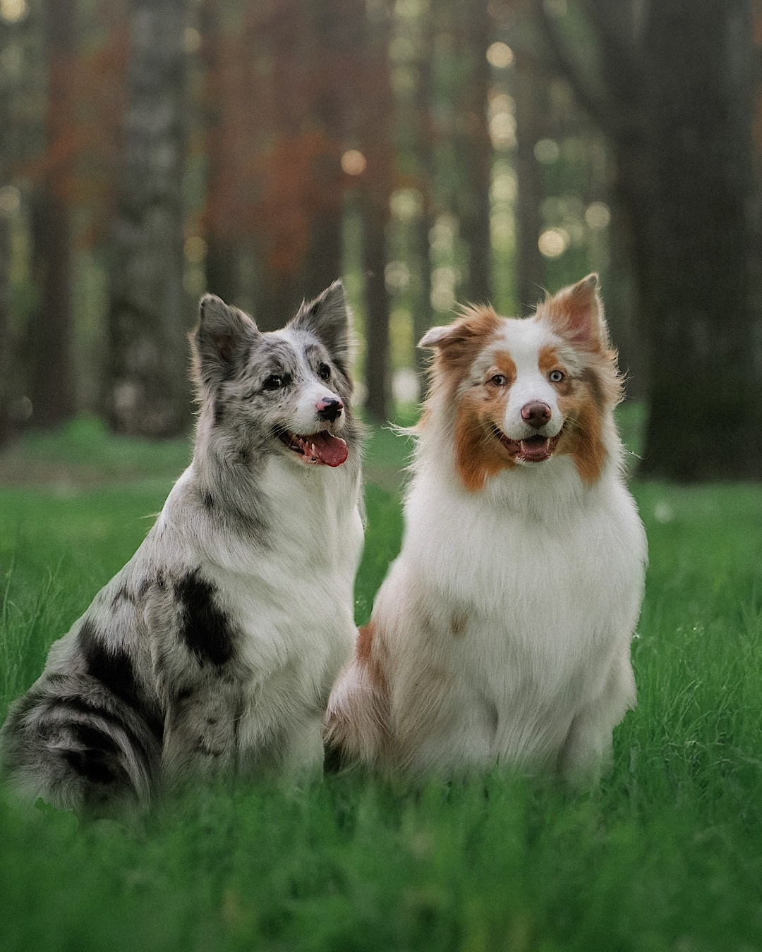 Света, Катрин, Умка. Фотограф анималист в Москве и Санкт-Петербурге Свиридова Анна