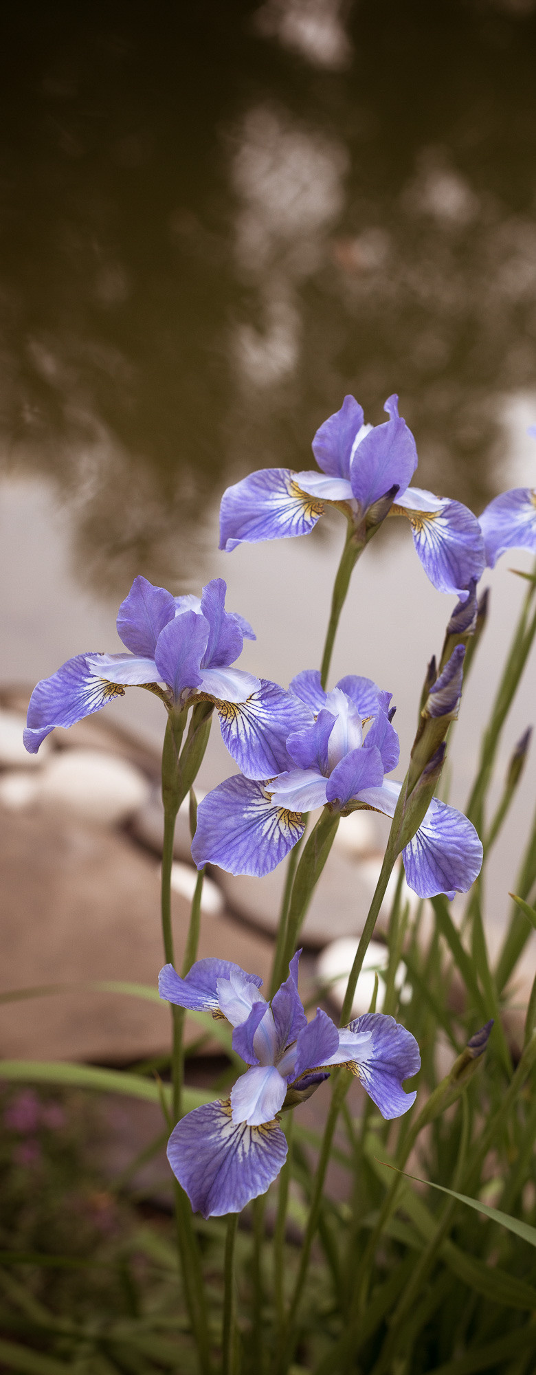 Давид 1 год. Праздник на даче. Юлия Розанова, коммерческий фоторепортаж в Москве