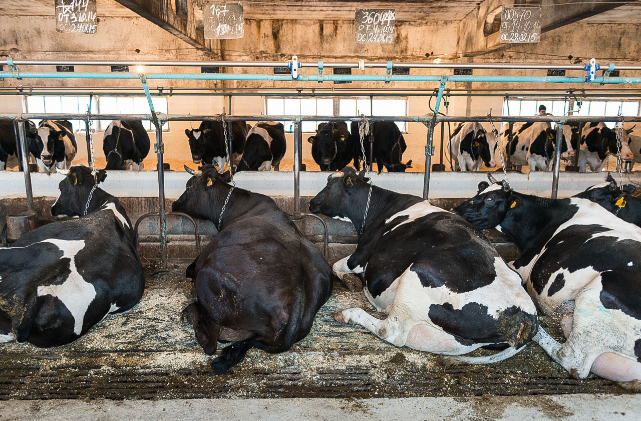 Рязань-Касимов. Друзья. Юлия Розанова, коммерческий фоторепортаж в Москве