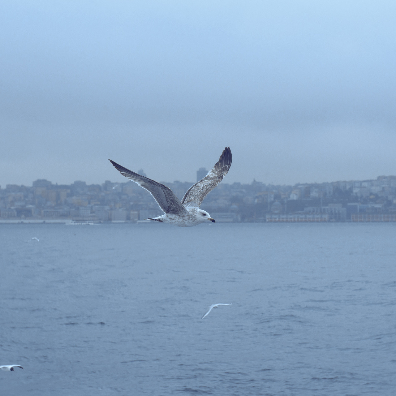 Турция'15. Юлия Розанова, коммерческий фоторепортаж в Москве