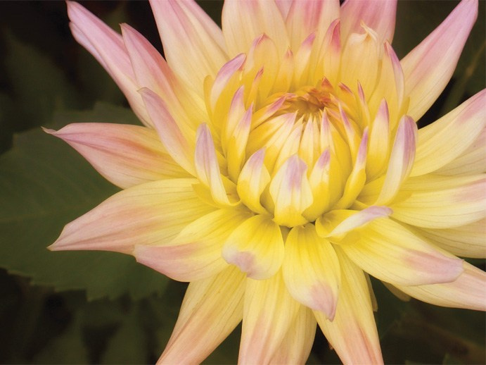 Самые первые мои фотографии. Елена Берсенева, фотограф