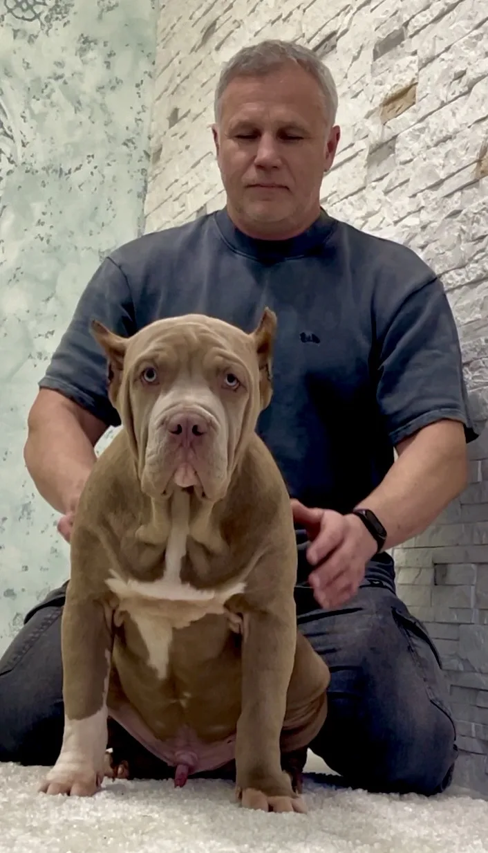Все свободные щенки. Американские булли XL в г. Калининград. Питомник Great Bully UNIVERSE
