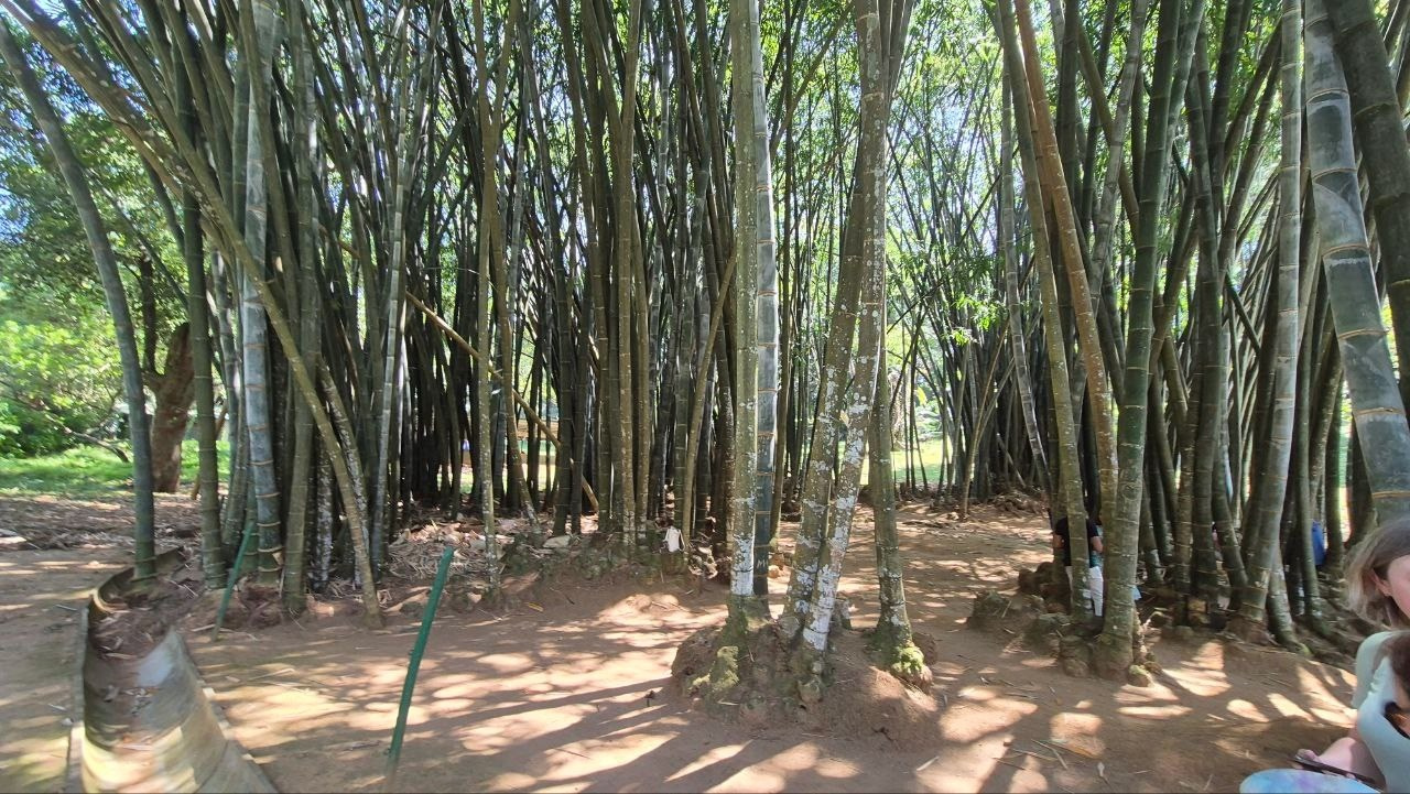 Шри-Ланка | 31.01 — 10.02.2025. Галерея Фантим