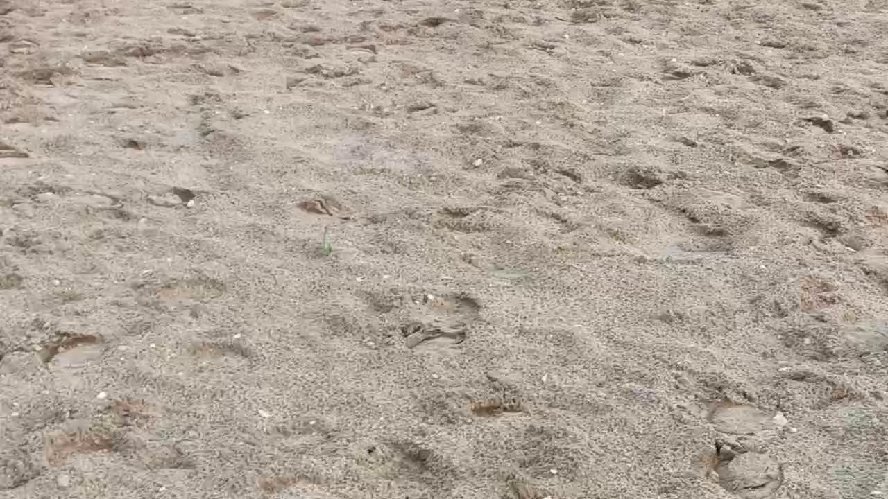 Бастет. Продажа ахалтекинских и полукровных лошадей