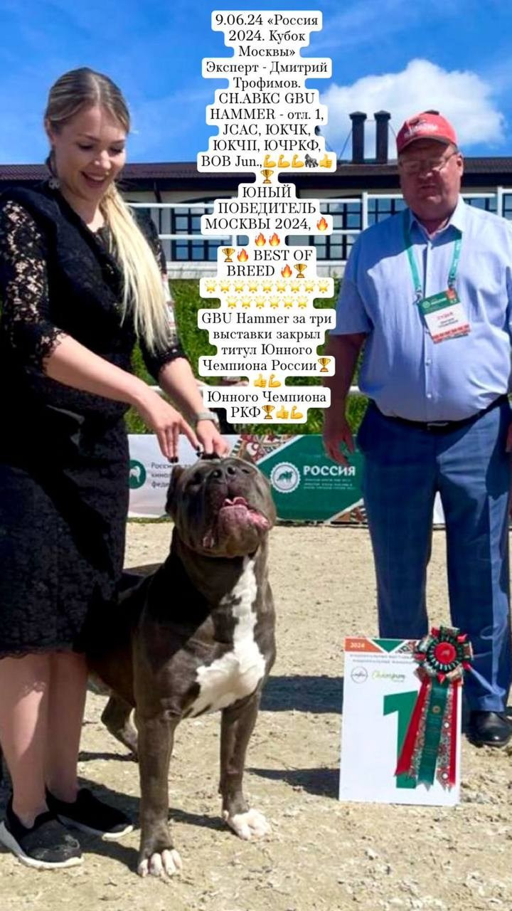 Участие в выставках. Американские булли XL в г. Калининград. Питомник Great Bully UNIVERSE