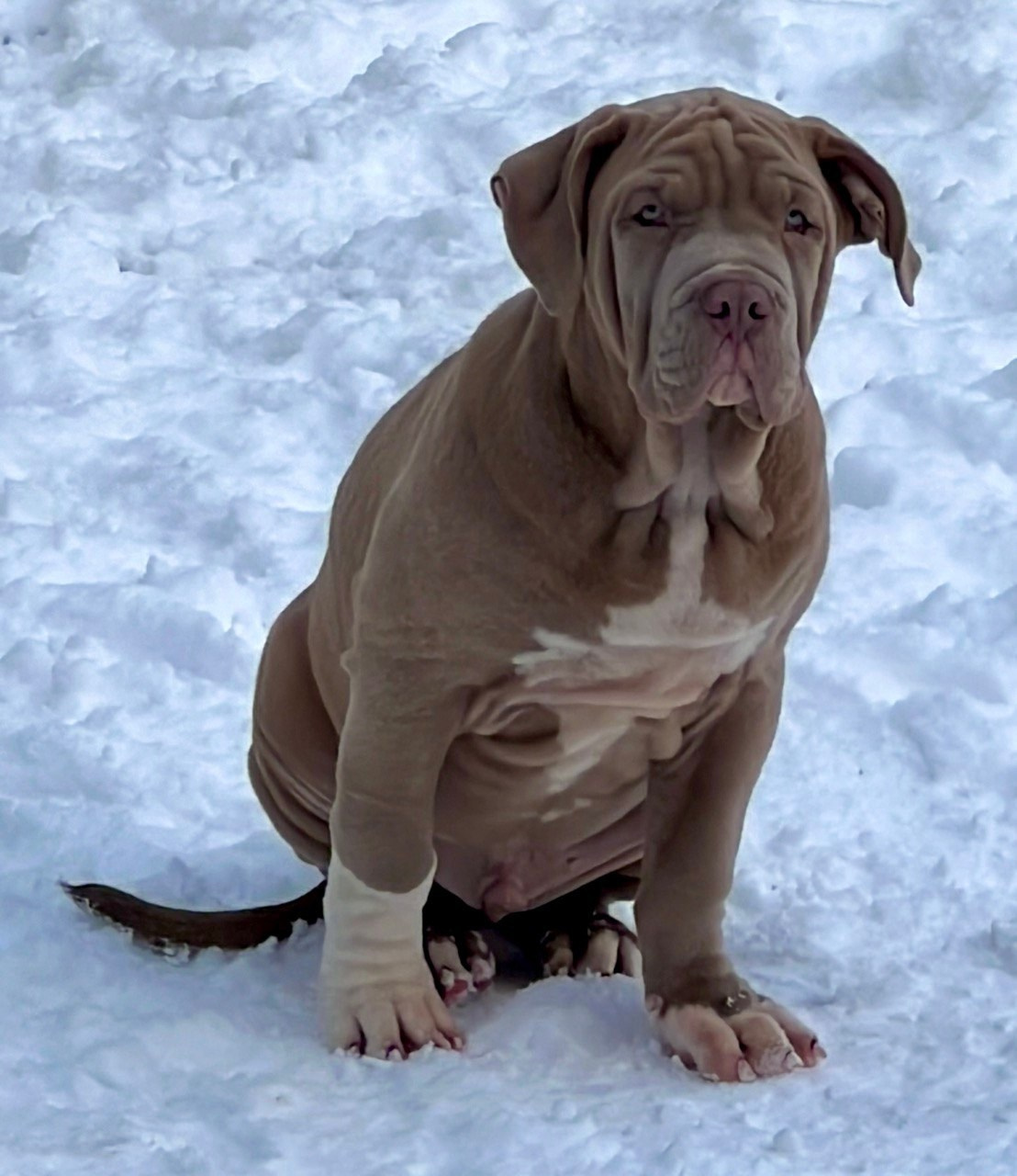 Hunter&Queenie, 10.09.25. Американские булли XL в г. Калининград. Питомник Great Bully UNIVERSE