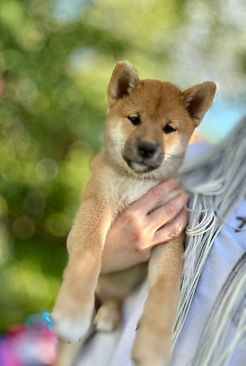 сиба питомник Рубилайт щенки на продажу rubylight  сиба щенки купить СПб Санкт-Петербург