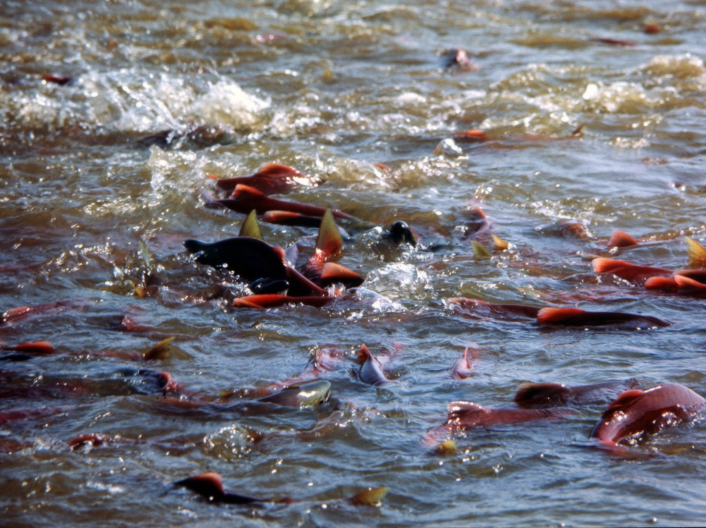 Лосось на нересте