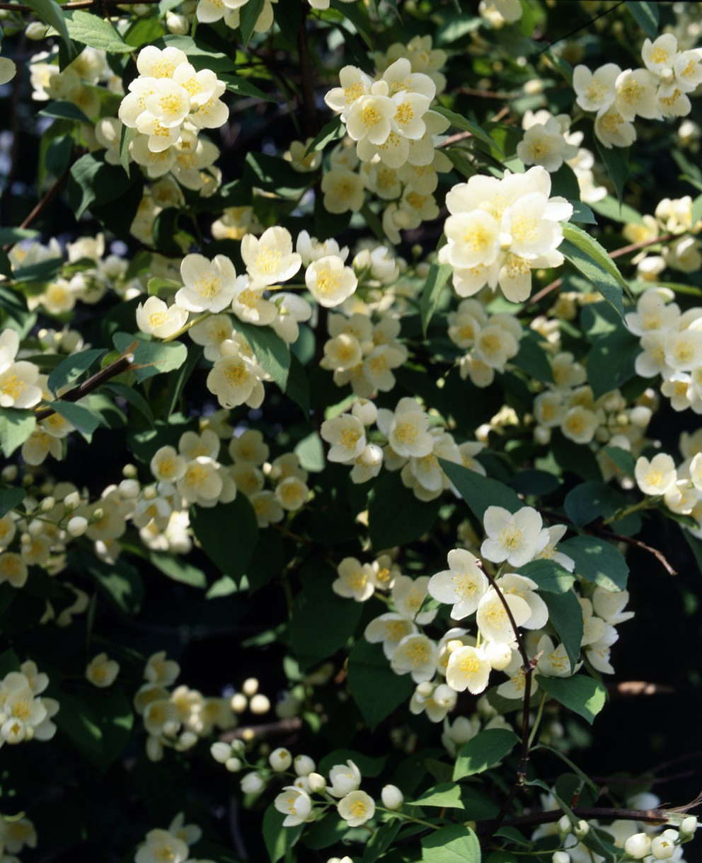 Лето. ВАДИМ ГИППЕНРЕЙТЕР — ВЕЛИКИЙ ФОТОГРАФ ЗЕМЛИ РУССКОЙ