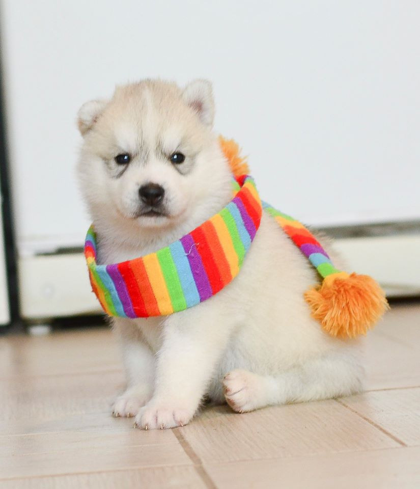 Галерея фотографий питомника Ice Fantasy. Купить щенка Вельш-корги-кардиган в семейном питомнике — Ice Fantasy