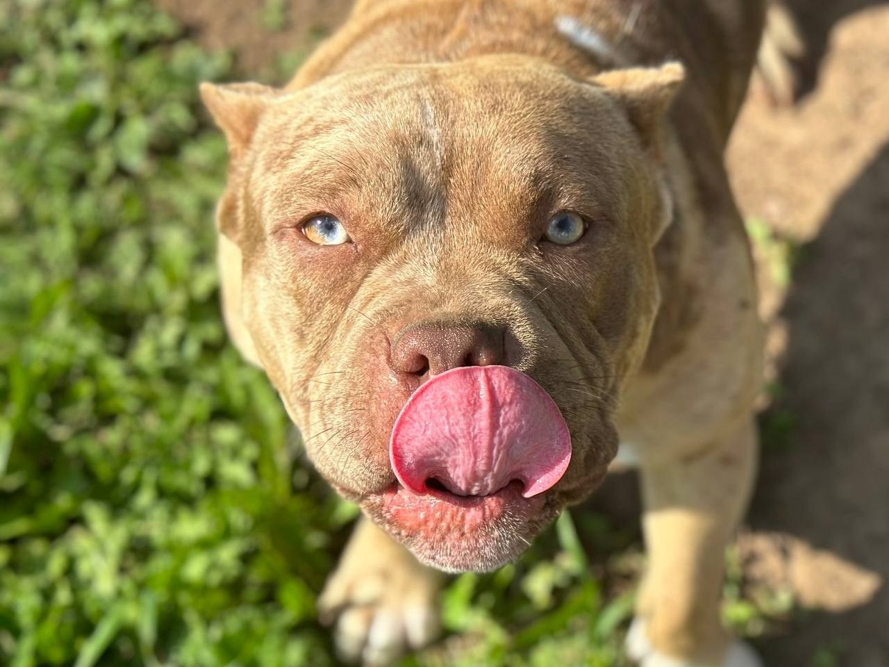 Sunshine Girl. Питомник американских булли Bounty Pride Bully