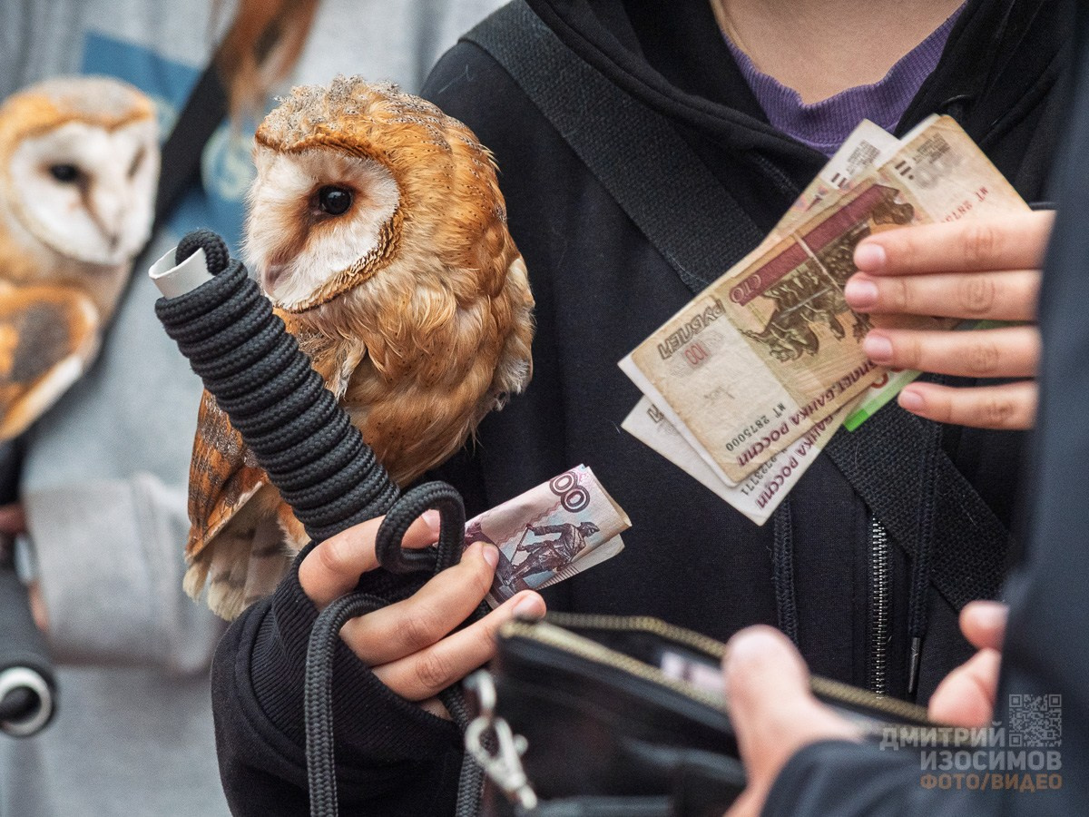 День города 439