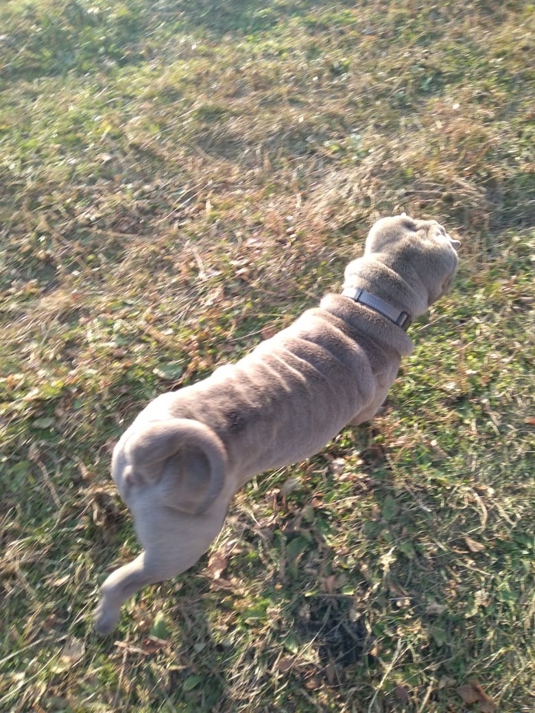 Купить Шарпей Самара, Купить Шарпея Самара, Купить щенка Шарпей Самара, ТОП питомник Шарпеев Самара, Питомник Шарпей  Самара, 