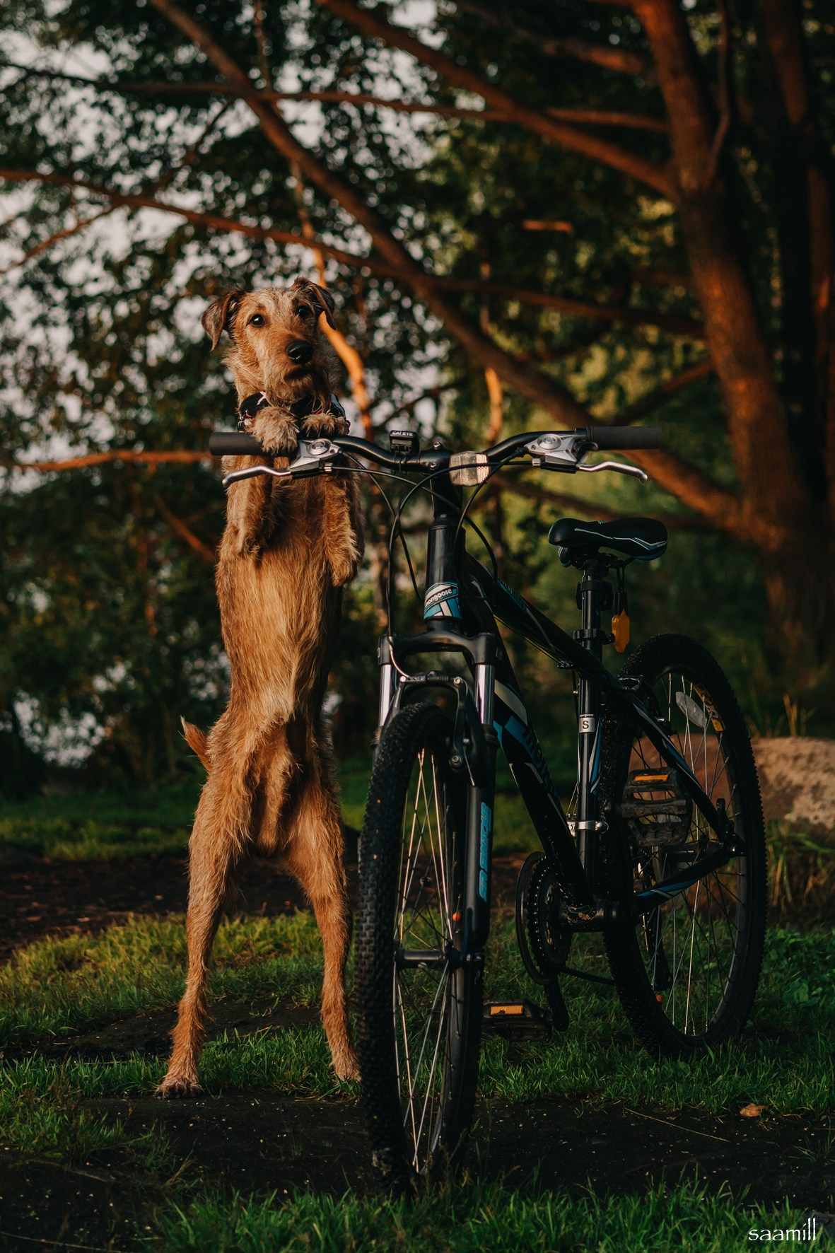 Life with dog. Saamill