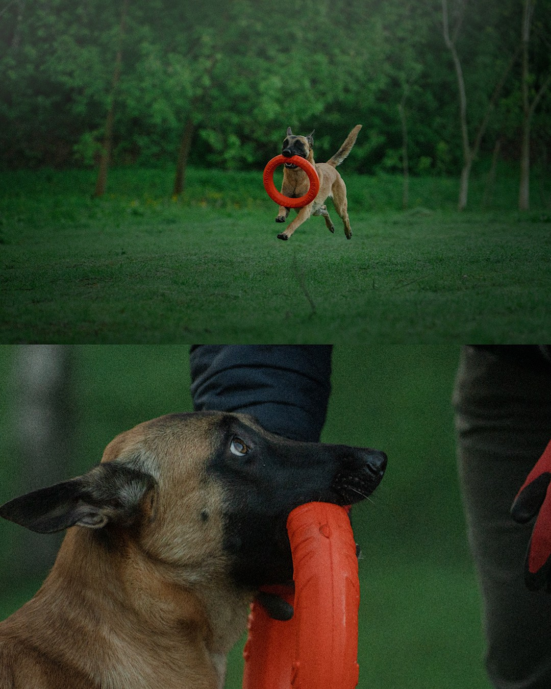 Наталья, Сергей и Уна. Фотограф анималист в Москве и Санкт-Петербурге Свиридова Анна