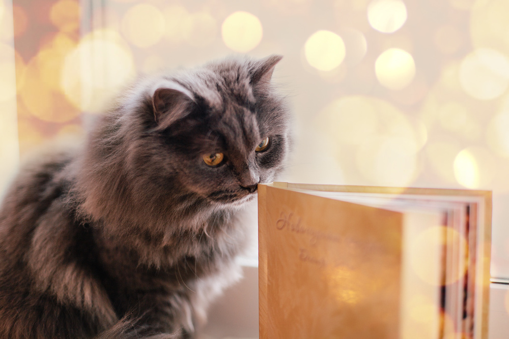 Семейная фотокнига. Свадебный и семейный фотограф Ксения Шекк Екатеринбург