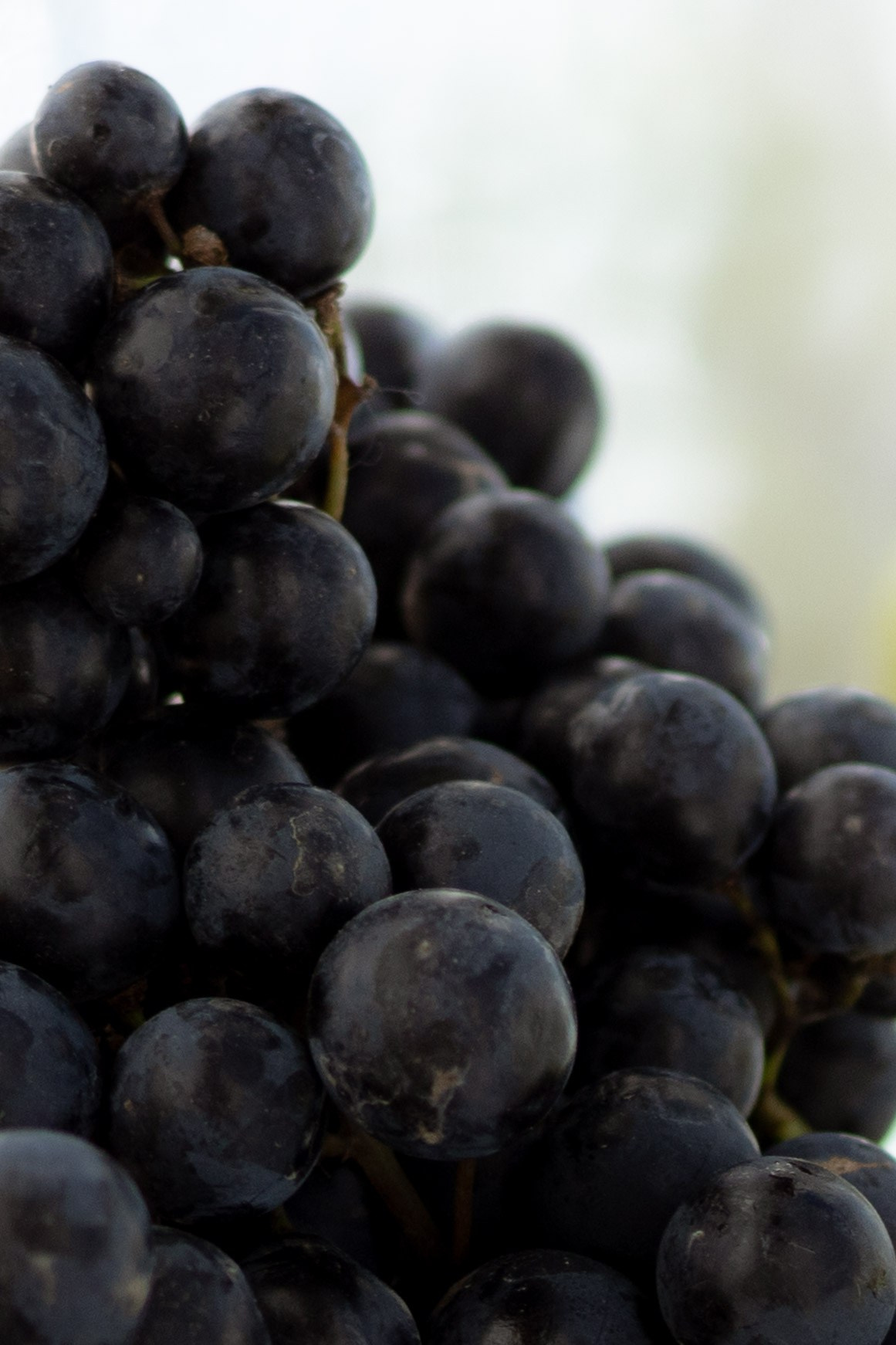 Алина & Андрей. Оформление свадеб, декор свадеб Вера Маркова, Москва