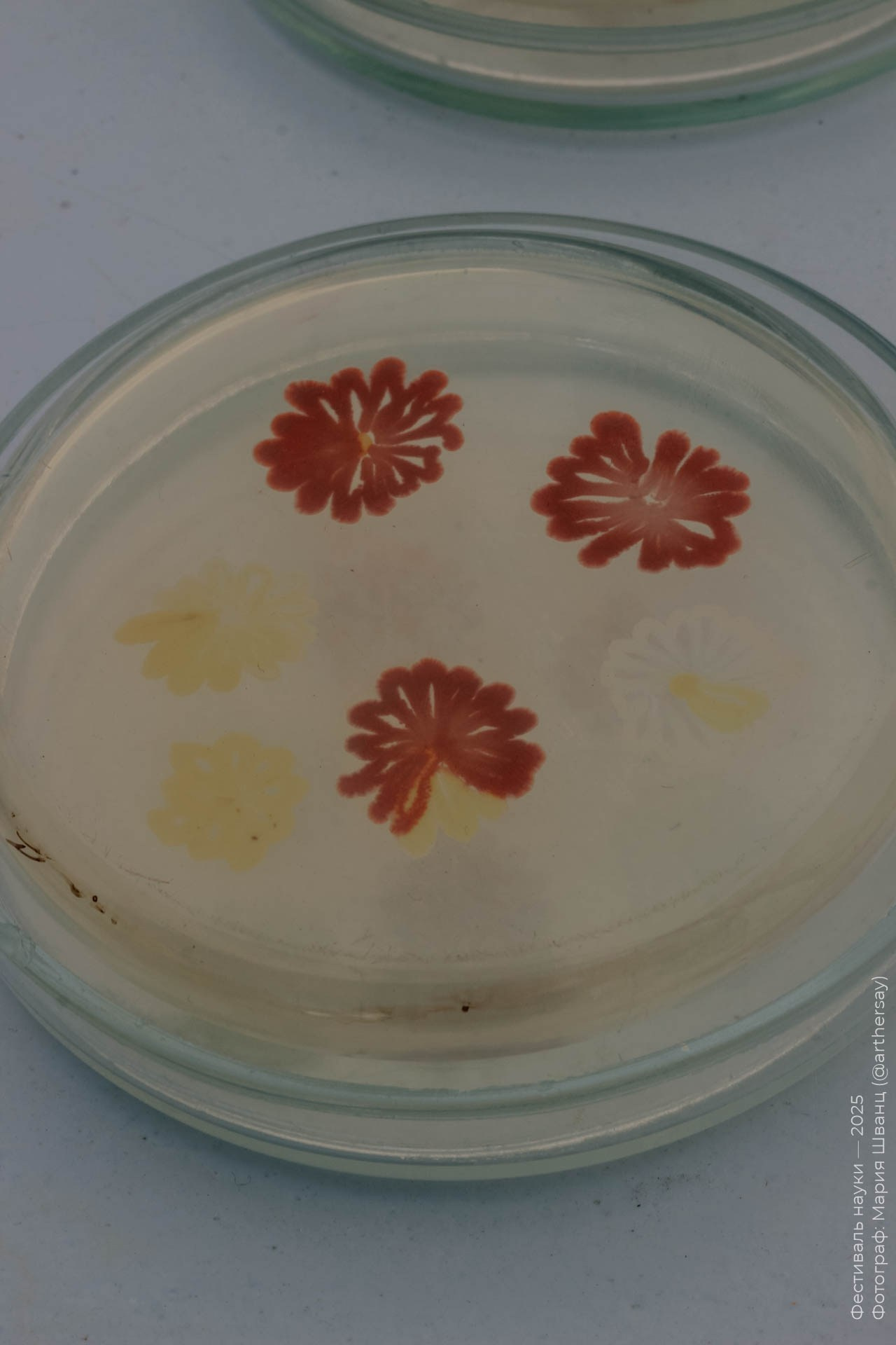 2025. Фотоальбом Фестиваля науки