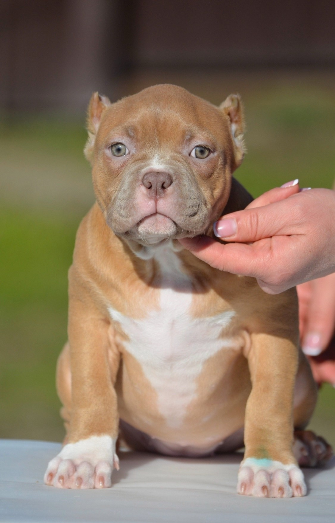 купить щенка Американского Булли в Омске