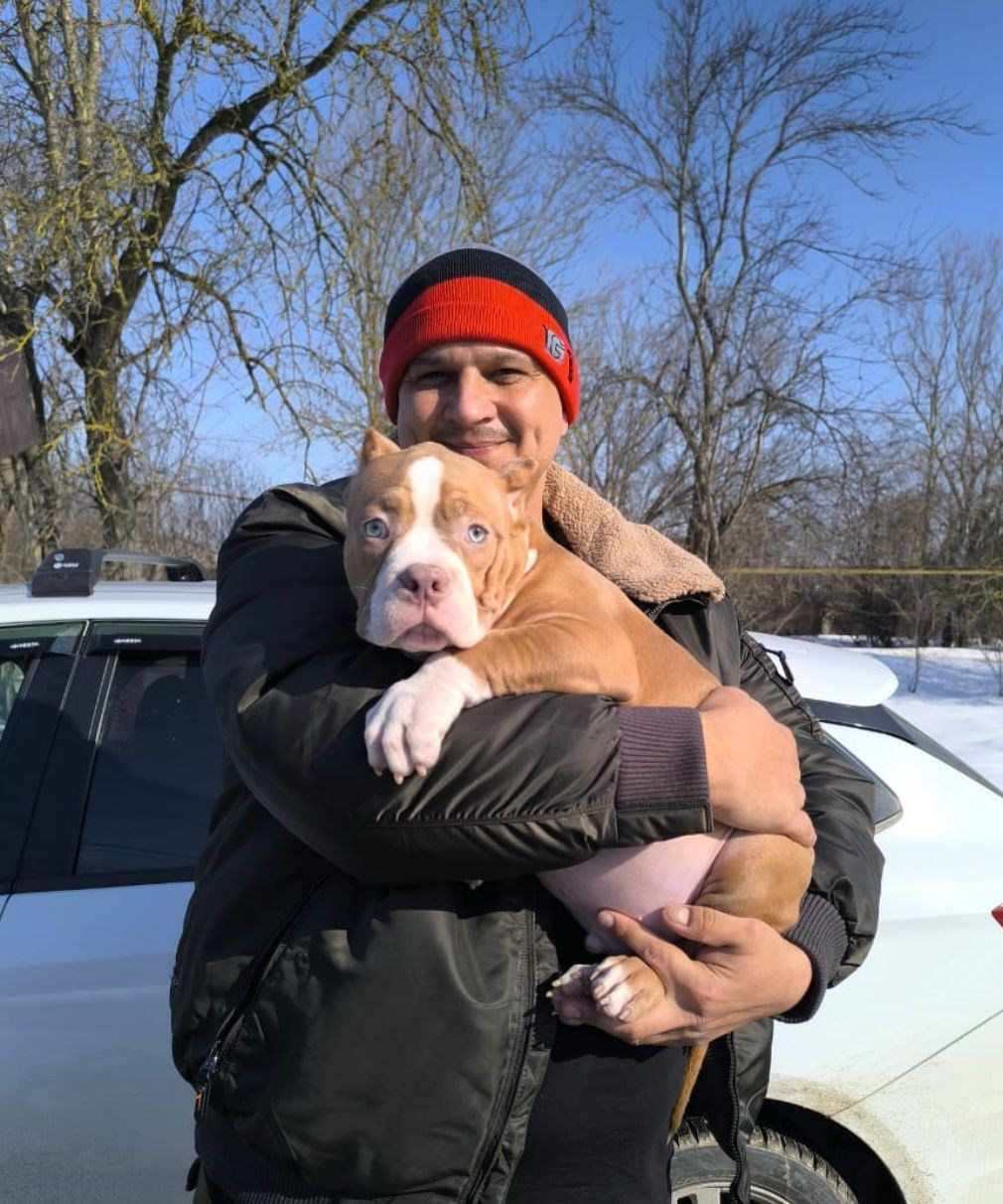 купить щенка амбулли в Кургане